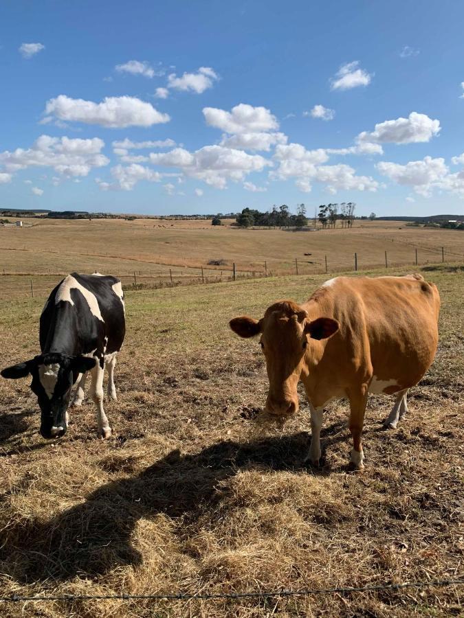 Pleasant Hill Bnb Mount Gambier Kültér fotó